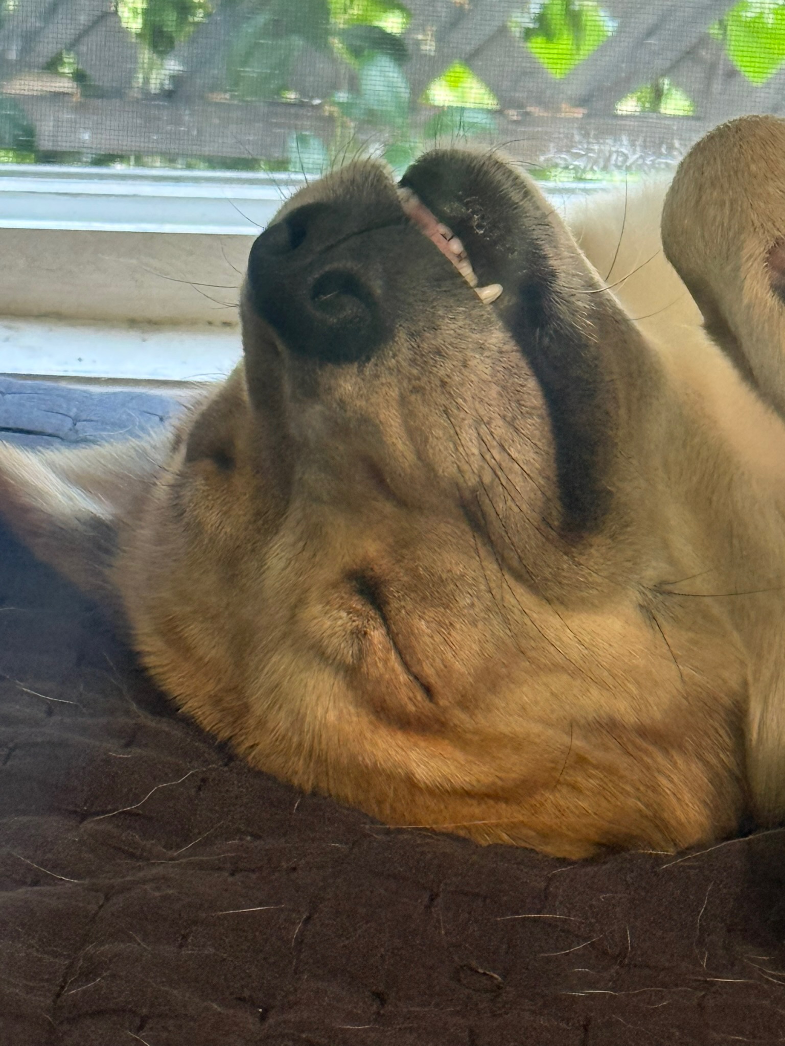 Close-up of Uncle Ruckus sleeping comfortably on his back
