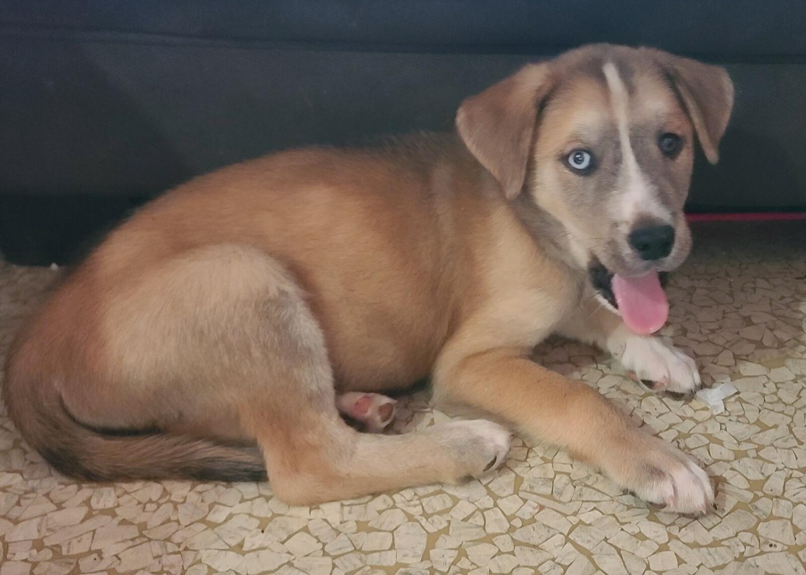 A slightly older Uncle Ruckus lying down with his tongue out