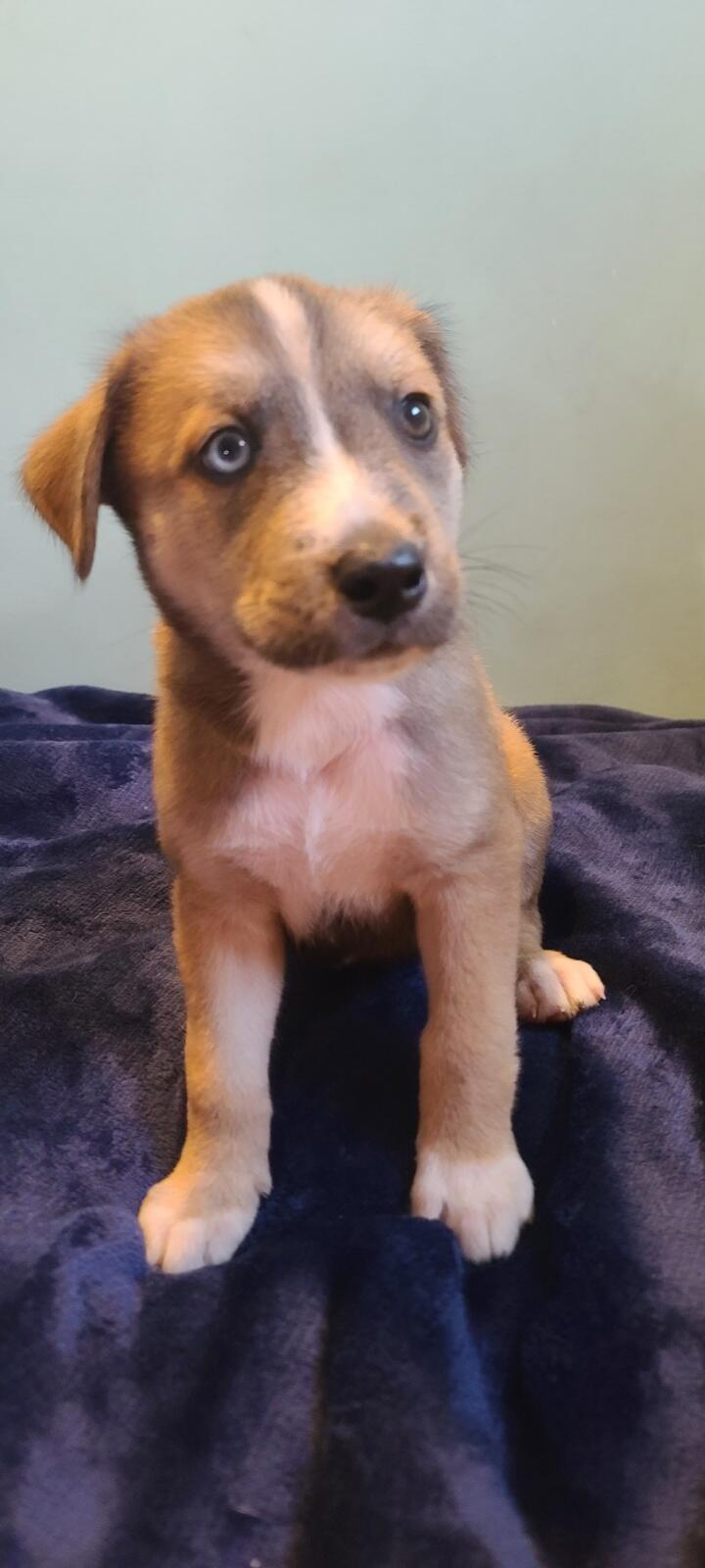 Uncle Ruckus as a small puppy sitting on a dark blue blanket